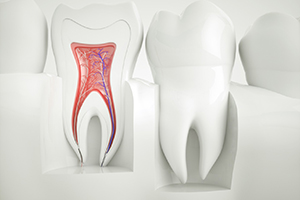 Cross-section of tooth showing its root canals